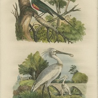 Exotic Birds IV