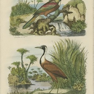 Exotic Birds III