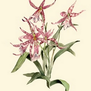 Mittassia Hybrid Orchid