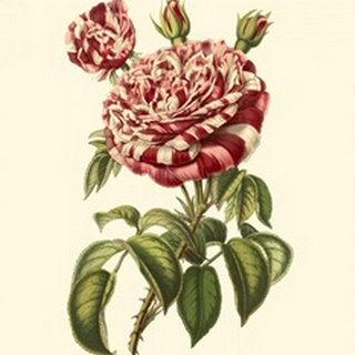 Magnificent Rose VI