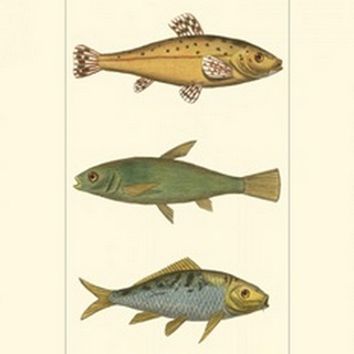 Freshwater Fish IV