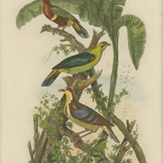 Exotic Birds II