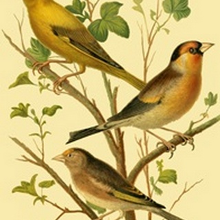 Domestic Bird Family VI