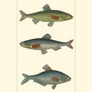 Freshwater Fish III