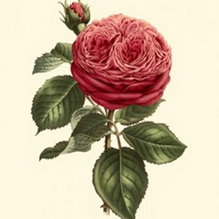 Magnificent Rose V
