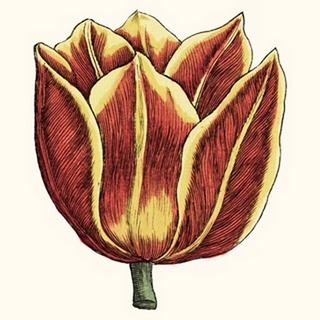 Tulip Garden IV
