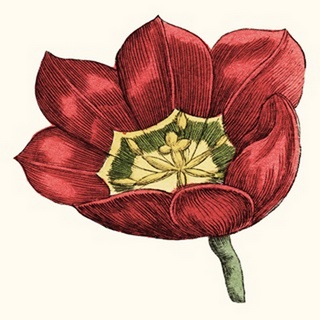 Tulip Garden VIII