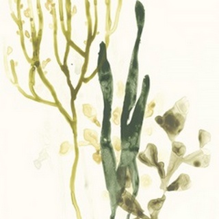 Kelp Collection V