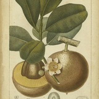 Exotic Botanica II