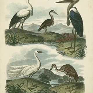 Heron and Crane Species I