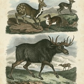 Deer and Moose