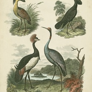 Heron and Crane Species II