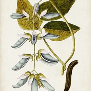 Antique Botanical Study V