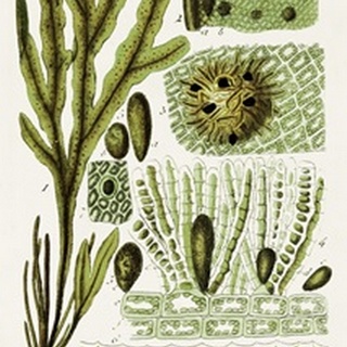 Seaweed Illustration V