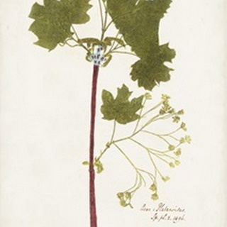 Nature Printed Ferns VI