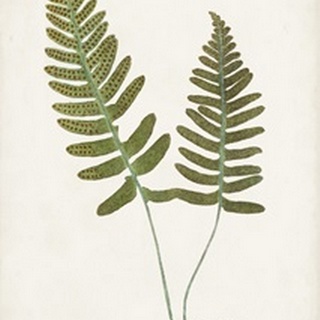 Nature Printed Ferns IX