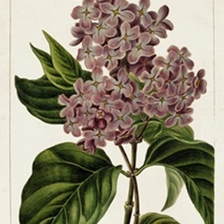 Mauve Botanicals IV