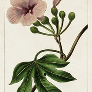 Mauve Botanicals I