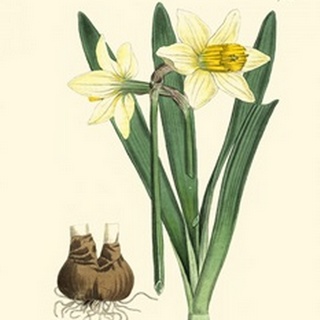 Yellow Narcissus II