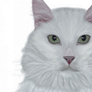 Cat, White Portrait on White