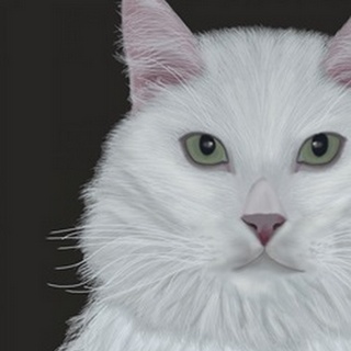 Cat, White Portrait on Dark Grey
