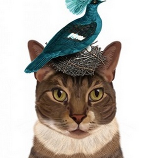Cat with Nest and Blue Bird