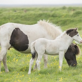 Grassland Horses I