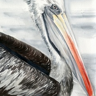 Grey Pelican I