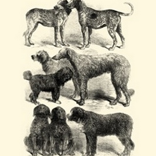 International Show Dogs, 1863 I