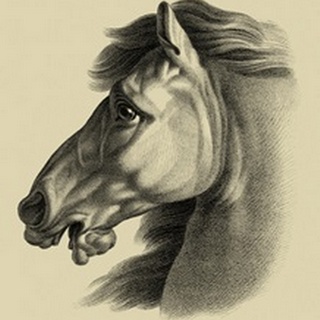 Equestrian Portrait III