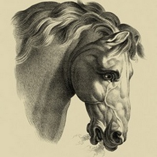 Equestrian Portrait IV