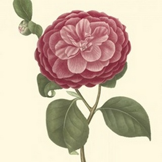 Camellia Blooms IV