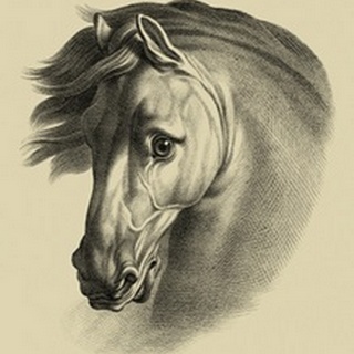 Equestrian Portrait I