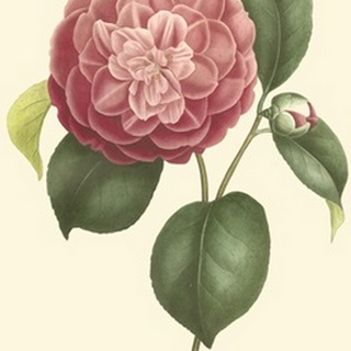 Camellia Blooms I