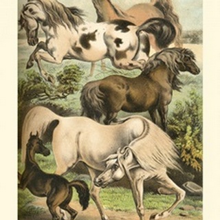 Johnson's Horse Breeds II