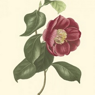 Camellia Blooms II