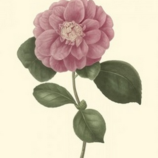 Camellia Blooms III