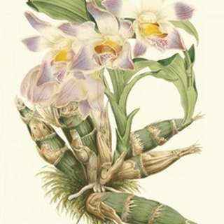 Lavender Orchids I