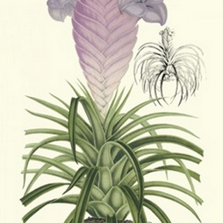 Lavender Orchids III