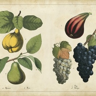 Kitchen Fruits IV