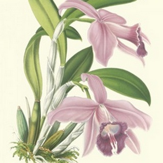 Lavender Orchids II