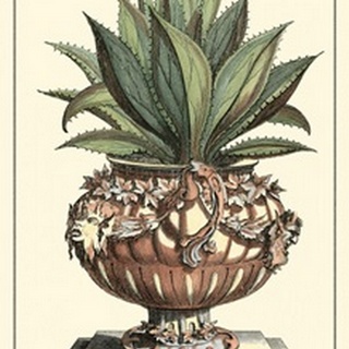 Antique Munting Aloe IV
