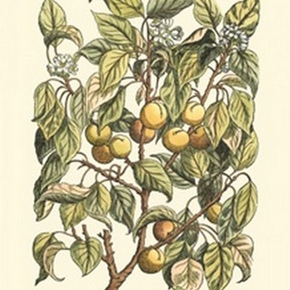 Apricot Tree Branch