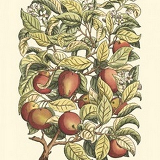 Apple Tree Branch