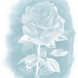 Ghost Rose I