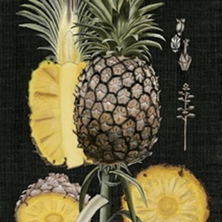 Graphic Pineapple Botanical Study II