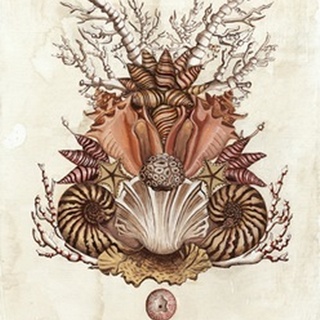 Baroque Nautilus II