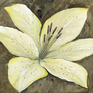 Neutral Lily I