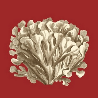 Coral on Red III