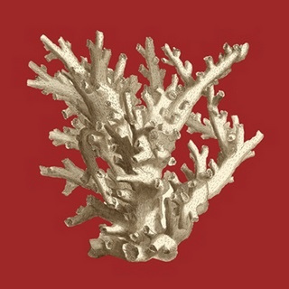 Coral on Red I